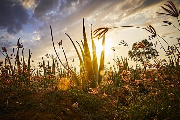 Aloe Vera Plant at Sunset Aloe Vera Plant at Sunset